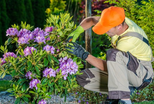 Hedge trimming in Thornton Heath for a neat garden boundary