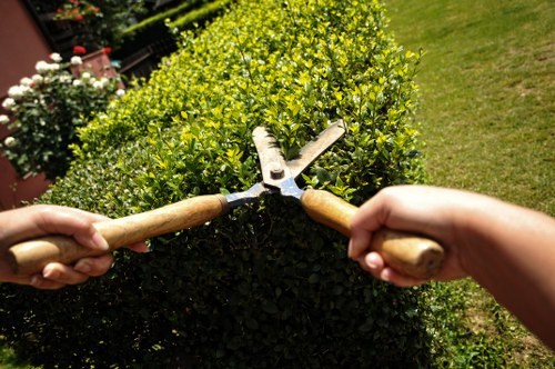 Tidying and clearing a residential garden in Thornton Heath