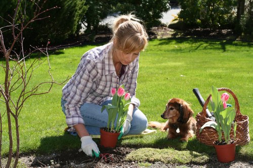 Professional garden clearance for a Thornton Heath property