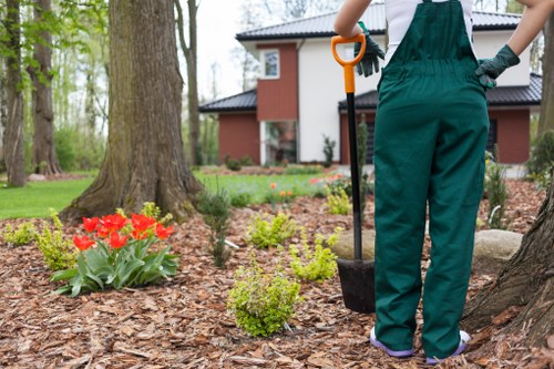 Tree surgeons managing overgrown trees in Thornton Heath