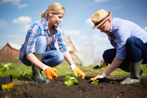 Lawn care and weed control in a Thornton Heath garden